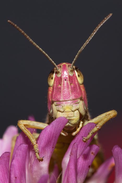 Decticus verrucivorus, Chorthippus parallelus, Kisella irena